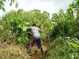 I need a someone that can help to clear bush on 2 plot of land 